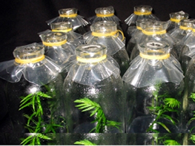 Nhân[-]giống[-]thông[-]đỏ[-]bằng[-]nuôi[-]cấy[-]mô